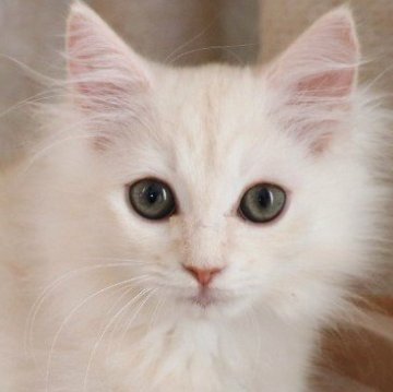 サイベリアン【群馬県・男の子・2025年8月19日・クリームタビー】の写真「チョーイケメンボーイ！」