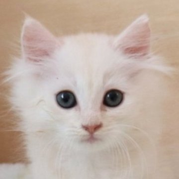 サイベリアン【群馬県・男の子・2025年8月19日・クリームタビー】の写真「こんな可愛い息子はいかがでしょうか🤗」
