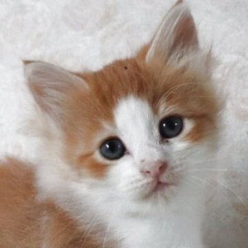 サイベリアン【群馬県・女の子・2025年8月31日・レッドタビー&ホワイト】の写真「美猫さん😘甘えん坊で可愛いです‼️」