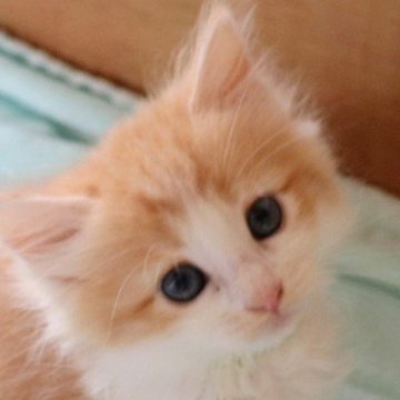 サイベリアン【群馬県・女の子・2025年5月16日・レッドタビー&ホワイト】の写真「夏のボーナスセール！早い者勝ちです✨」