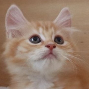 サイベリアン【群馬県・男の子・2025年8月19日・レッドタビー&ホワイト】の写真「パパ似のイケメンボーイ！フワフワです😊」