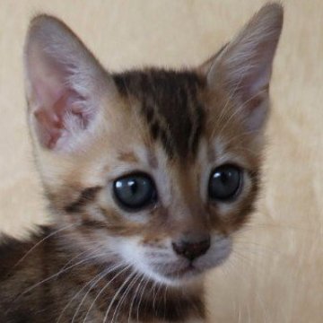 ベンガル【群馬県・女の子・2025年8月26日・ブラウンスポテッドタビー】の写真「愛らしいお顔の甘えん坊な女の子」