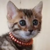 ベンガル