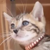 ベンガル