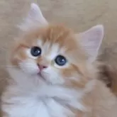 サイベリアン