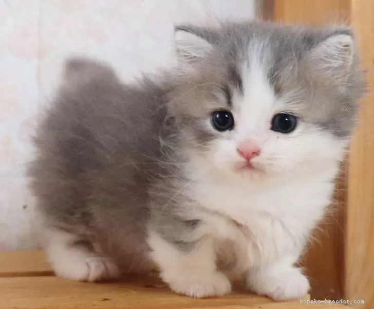 俊ちゃんパパ専用  　４脚 俊ちゃんパパ専用 4脚