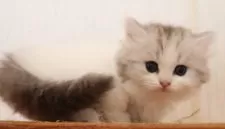 ミヌエット(長足)【群馬県・女の子・2025年8月2日・シルバータビー&ホワイト】の写真2