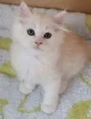 サイベリアン【群馬県・男の子・2025年8月19日・クリームタビー】の写真2