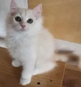 サイベリアン【群馬県・男の子・2025年8月19日・クリームタビー】の写真2