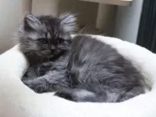 ミヌエット(長足)【群馬県・女の子・2025年8月30日・チンチラブラック】の写真2