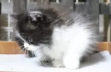 ミヌエット(短足)【群馬県・女の子・2025年8月30日・ブラック&ホワイト】の写真3