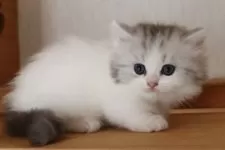 ミヌエット(長足)【群馬県・女の子・2025年8月2日・シルバータビー&ホワイト】の写真3