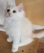 サイベリアン【群馬県・男の子・2025年8月19日・クリームタビー】の写真3