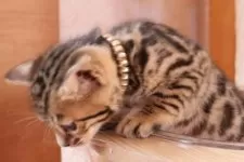 ベンガル【群馬県・男の子・2024年12月5日・ブラウンスポテットタビー】の写真4