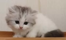 ミヌエット(長足)【群馬県・女の子・2025年8月2日・シルバータビー&ホワイト】の写真5