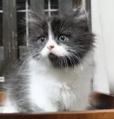 ミヌエット(短足)【群馬県・女の子・2025年8月30日・ブラック&ホワイト】の写真6