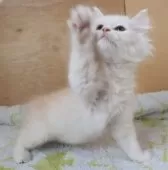 サイベリアン【群馬県・男の子・2025年8月19日・クリームタビー】の写真8