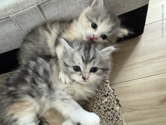 三宅理之ブリーダー