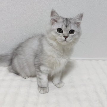 ミヌエット(長足)【和歌山県・女の子・2025年8月6日・シルバータビー&ホワイト（ロングヘアー）】の写真「好奇心旺盛 人懐っこく
とても甘えん坊ちゃん♡」