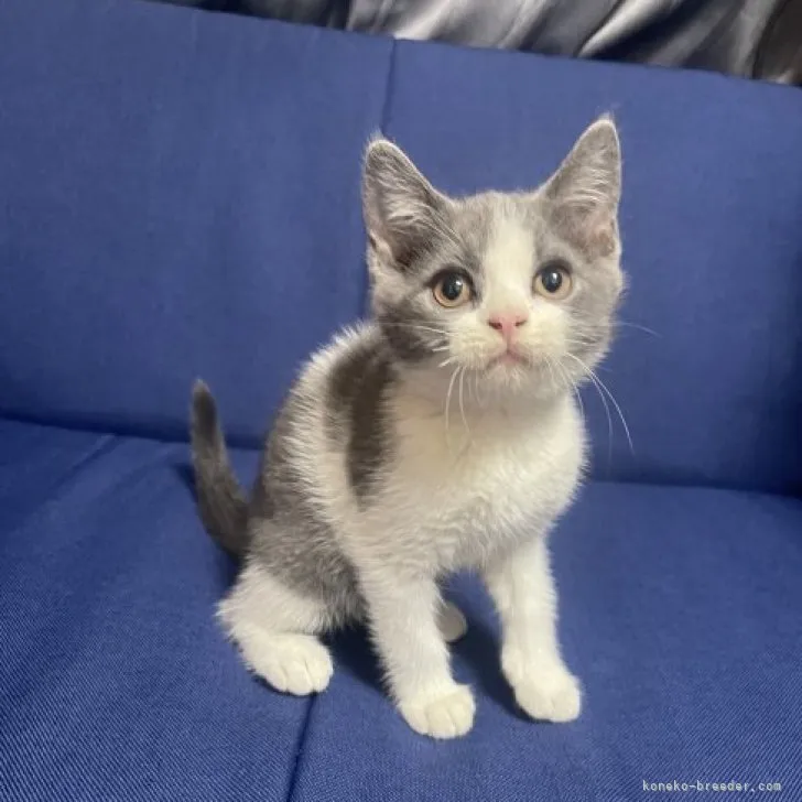 ID：2305-03743の子猫