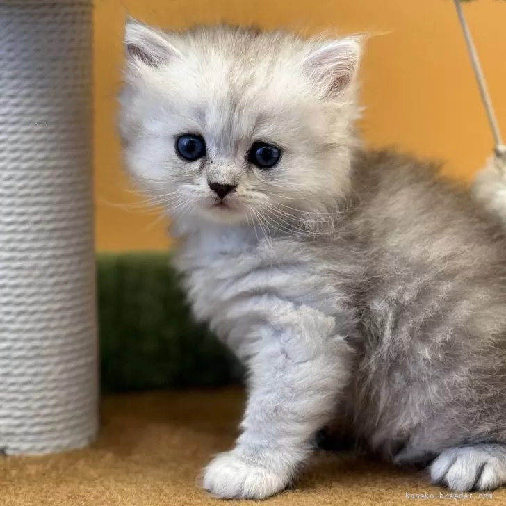 ID：2406-00958の子猫