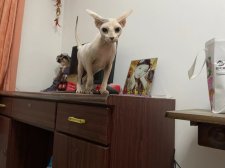 スフィンクス【・女の子・2022年6月22日・ホワイト】