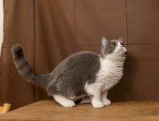 ブリティッシュショートヘア【・男の子・2022年3月1日・ブルー&ホワイト】