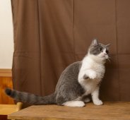 ブリティッシュショートヘア【・男の子・2022年3月1日・ブルー&ホワイト】