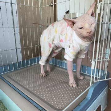 スフィンクス【栃木県・男の子・2023年8月25日・ホワイト】の写真「オッドアイの子，繁殖経験のある親猫」