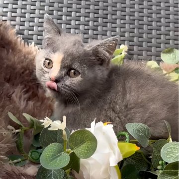 ブリティッシュショートヘア【鹿児島県・女の子・2024年10月18日・ブルークリーム】の写真「ベビーラッシュの為,お値段交渉可です🙂」