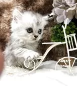 マンチカン(短足)【鹿児島県・男の子・2025年6月1日・シルバーアンドアビー】の写真10