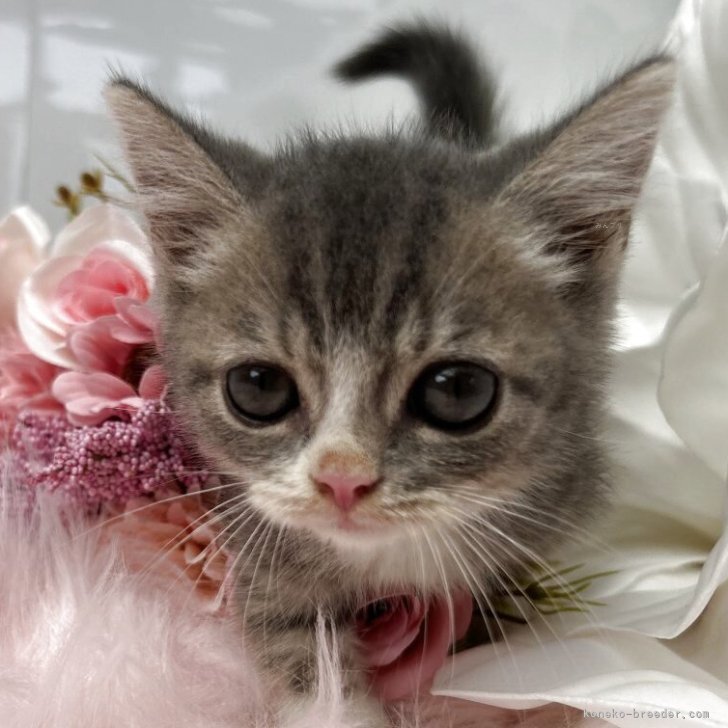 キャットフル　上村松園　他３点 キャットフル 上村松園 他3点 キャットフル 上村松園 他3点