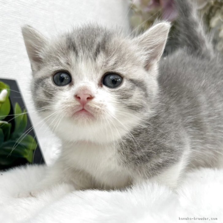 Amazon.co.jp: ねこに転生したおじさん[ポストカード]ダイカット