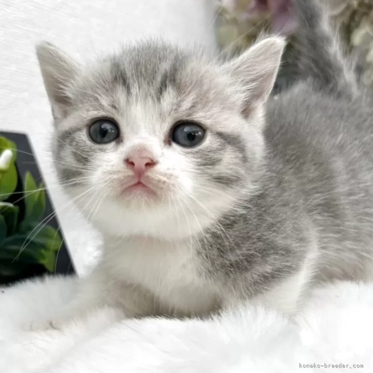 ID：2505-01020の子猫