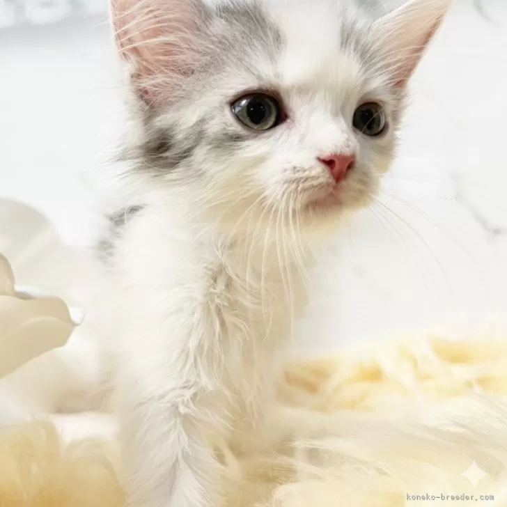 ラガマフィン【鹿児島県・女の子・2025年8月26日・ダイリュートキャリコ】の写真1