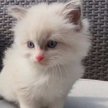 ラグドール【鹿児島県・男の子・2024年12月4日・ブルーポイントバイカラー】の写真「もふもふ可愛い男の子🩵クレジット利用可能💳🩶」