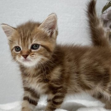 マンチカン(長足)【鹿児島県・女の子・2025年5月25日・ブラウンタビー】の写真「配色も綺麗系女子🎀🙂🎀」