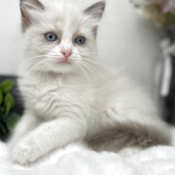 ラグドール【鹿児島県・女の子・2025年3月14日・ブルーポイントバイカラー】の写真「とっても綺麗なブルーアイの女の子💎」