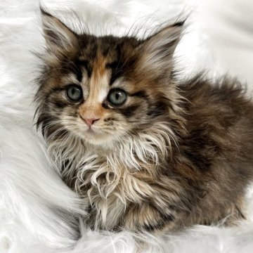 ラガマフィン【鹿児島県・女の子・2025年11月18日・ブラウンパッチドタビーアンドホワイト】の写真「とにかく甘えたさん」