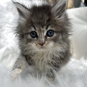 ラガマフィン【鹿児島県・女の子・2025年11月18日・ブルーパッチドタビーアンドホワイト】の写真「ひとり遊びが大好き」