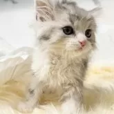 ラガマフィン