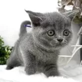 ブリティッシュショートヘア【鹿児島県・女の子・2025年3月20日・ブルー】の写真6