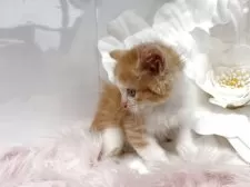 ラガマフィン【鹿児島県・男の子・2025年8月26日・レッドタビーアンドホワイト】の写真8