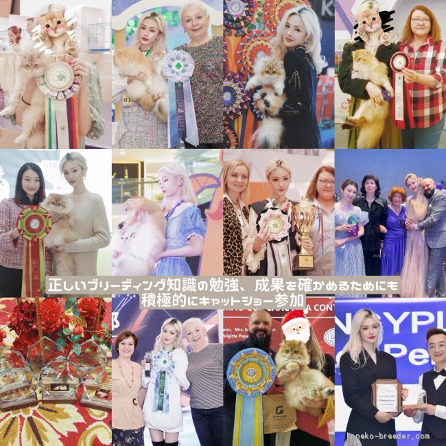 ブリティッシュロングヘアの本場であるWCF協会のキャットショーに積極的に参加🏆｜金　九如(きん　ここる)ブリーダー(兵庫県・ブリティッシュロングヘアなど・WCF登録)の紹介写真2