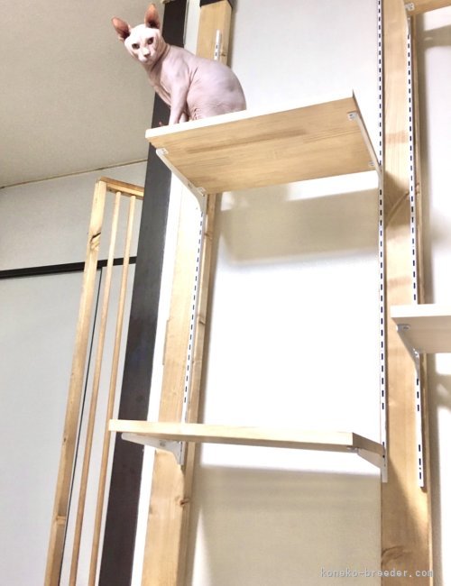 親猫も壁から壁と部屋中を飛び回って遊んでいます。｜森木　隆之(もりき　たかゆき)ブリーダー(東京都・スフィンクスなど・TICA/ACCその他国内団体登録)の紹介写真8