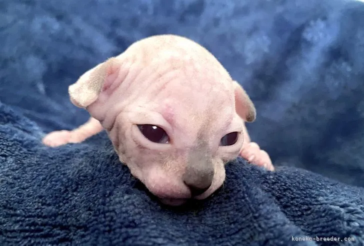 ID：2104-02317の子猫