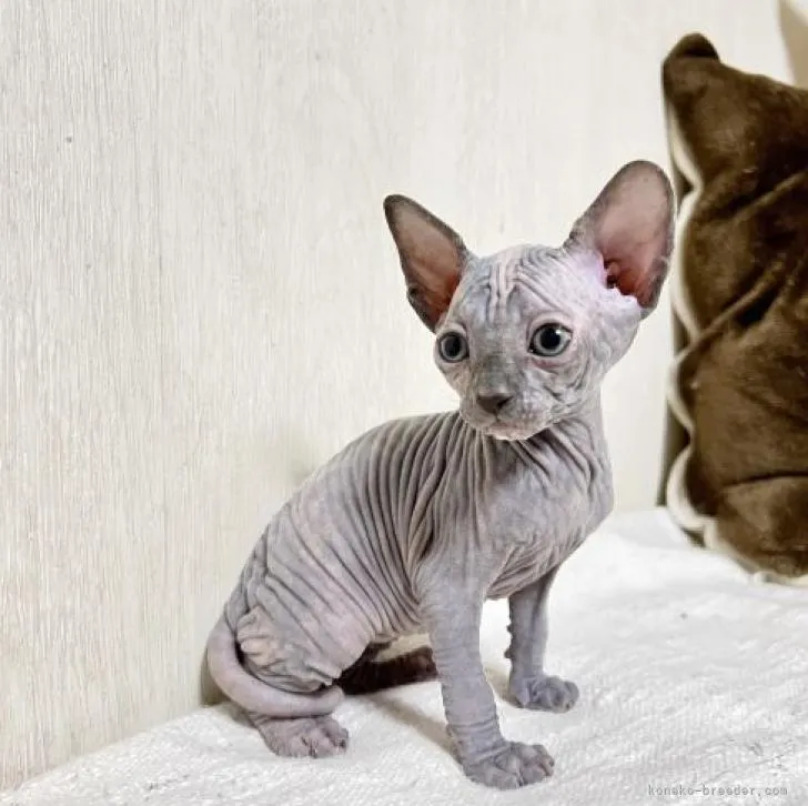 ID：2209-00537の子猫