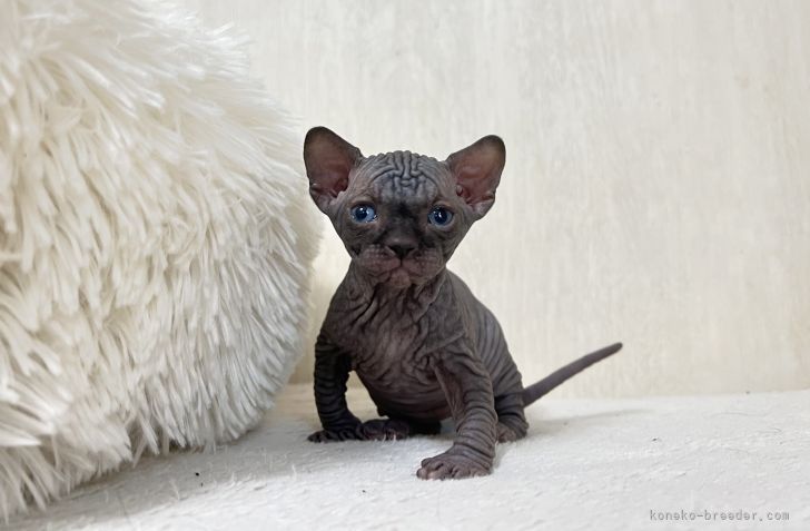スフィンクス 東京都 男の子 22年1月日 ブラック ハンサムな黒猫くん みんなの子猫ブリーダー 子猫id 22