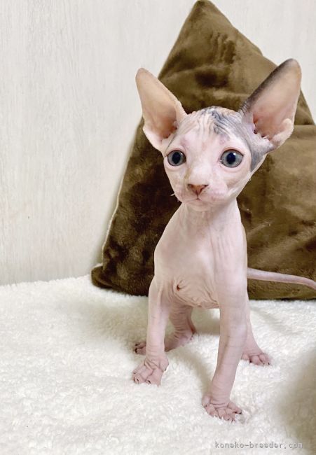 スフィンクス 東京都 女の子 21年4月10日 三毛猫 キャリコ 三毛猫ちゃんです みんなの子猫ブリーダー 子猫id 2104 スフィンクス 東京都 女の子 21年4月10日 三毛猫 キャリコ 三毛猫ちゃんです みんなの子猫ブリーダー 子猫id 2104