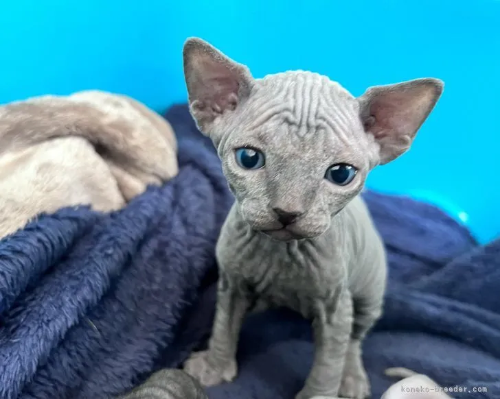 ID：2202-00433の子猫